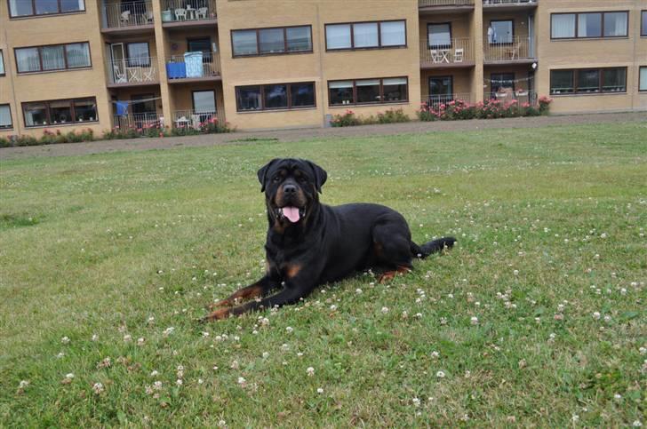 Rottweiler Von Barnewitz Blues billede 7