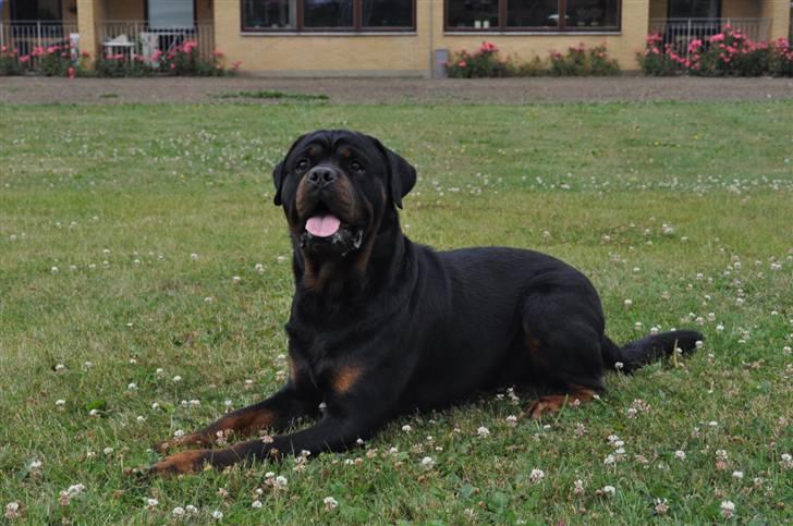 Rottweiler Von Barnewitz Blues billede 8