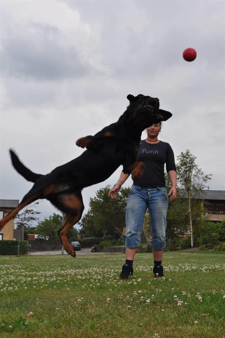 Rottweiler Von Barnewitz Blues billede 9