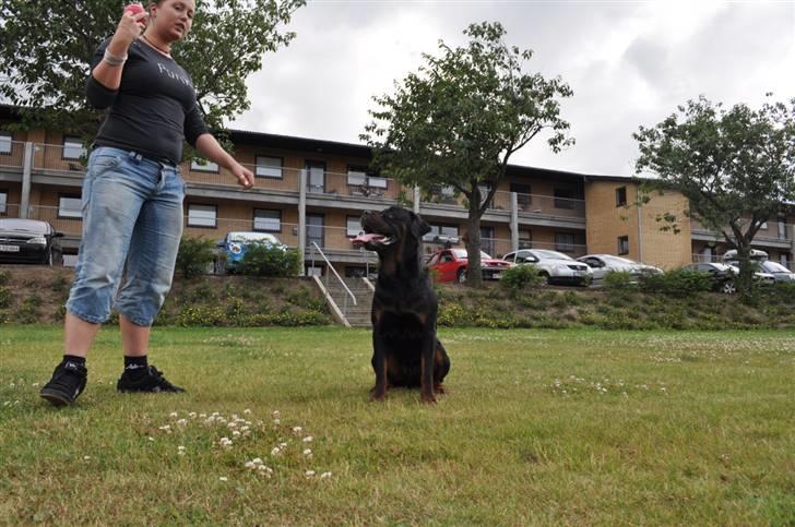 Rottweiler Von Barnewitz Blues billede 10