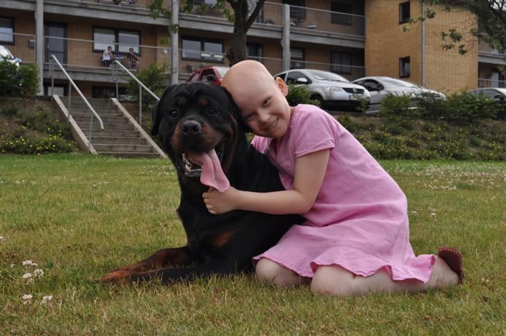 Rottweiler Von Barnewitz Blues billede 11