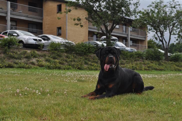 Rottweiler Von Barnewitz Blues billede 12