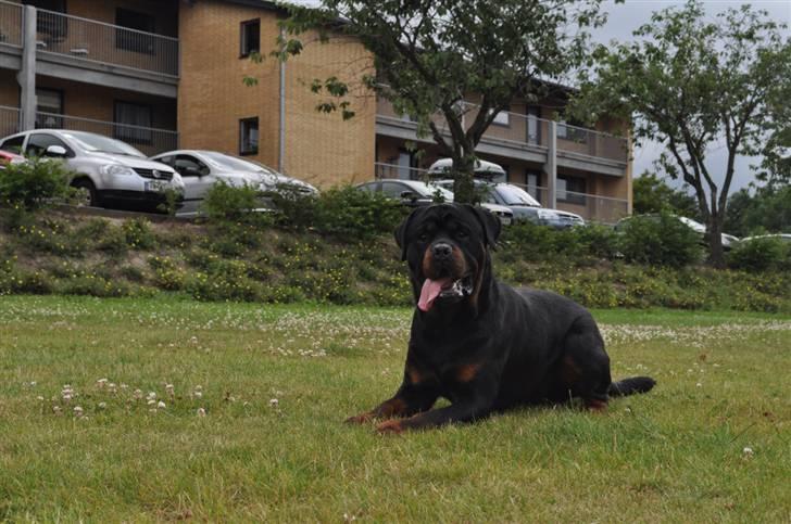 Rottweiler Von Barnewitz Blues billede 13