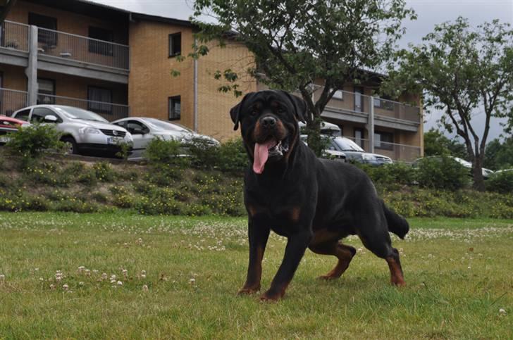 Rottweiler Von Barnewitz Blues billede 14