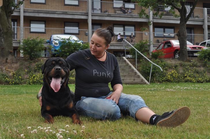 Rottweiler Von Barnewitz Blues billede 15