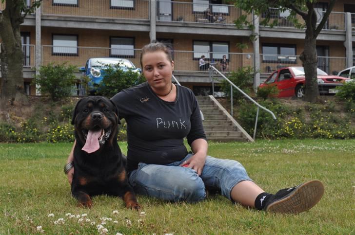 Rottweiler Von Barnewitz Blues billede 16