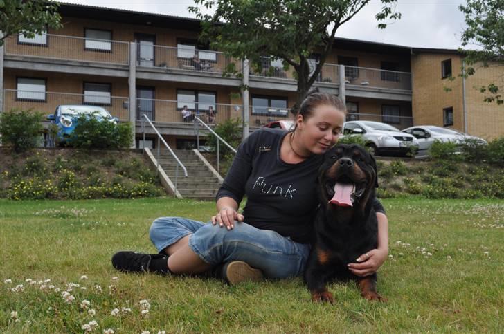 Rottweiler Von Barnewitz Blues billede 17