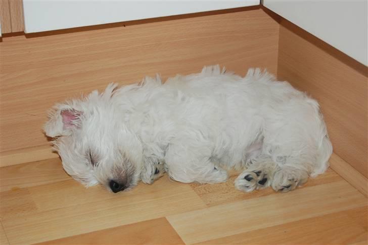 West highland white terrier Sofus billede 15