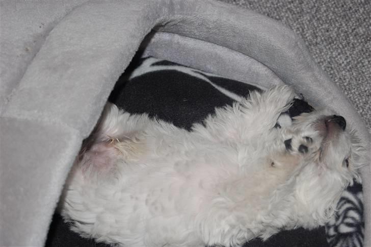 West highland white terrier Sofus billede 16