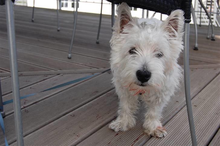 West highland white terrier Sofus - fordi sofus er helt rød er fordi han skulle have klippet ´negle´ og lige da min bedste skulle til at klippe lavede sofus et spjæt så hun klippede for langt ind:-( billede 17