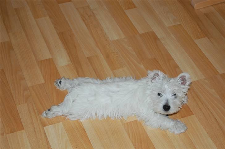 West highland white terrier Sofus billede 18