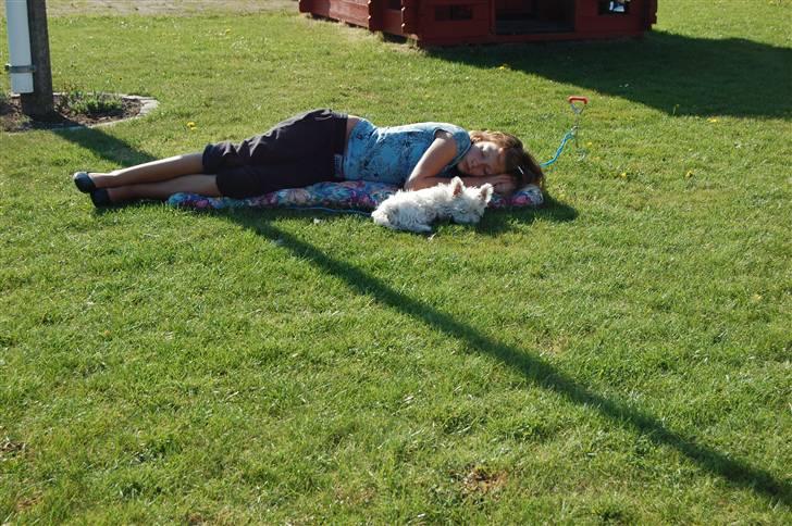 West highland white terrier Sofus - Sofus og jeg faldt i søvn  ude i haven en sommerdag:-) billede 19