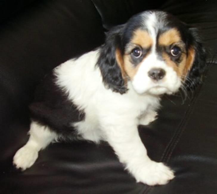 Cavalier king charles spaniel Tilde - Tilde 8uger, sidste billede fra opdrætteren ;) billede 1