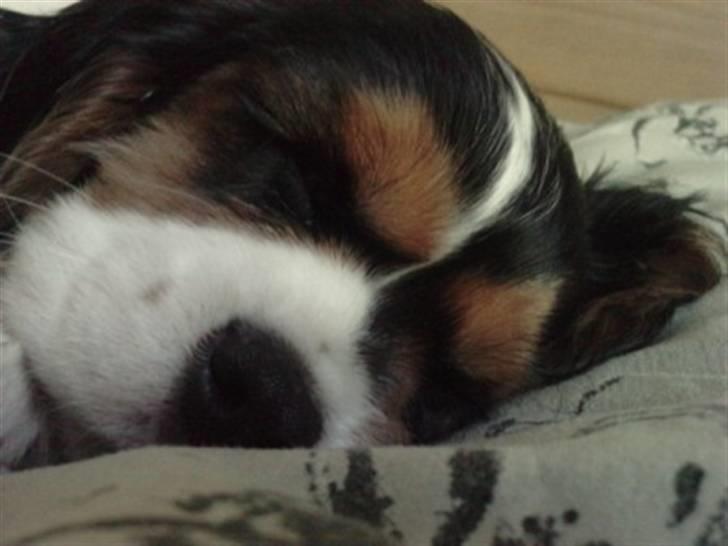 Cavalier king charles spaniel Tilde - Tilde 10uger billede 2