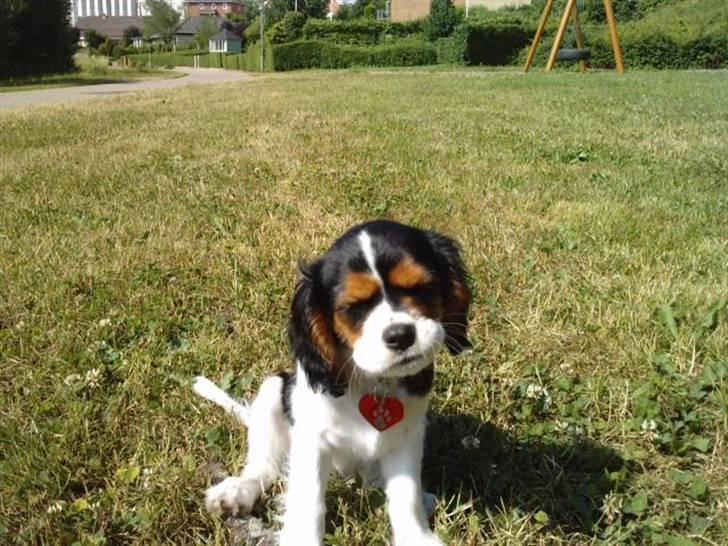 Cavalier king charles spaniel Tilde - Tilde 11uger i Augustenborg billede 3