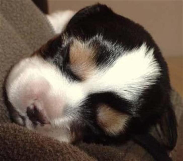 Cavalier king charles spaniel Tilde - Vores første møde med Tilde billede 4