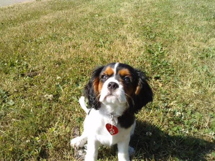 Cavalier king charles spaniel Tilde - Tilde 11uger i Augustenborg billede 5