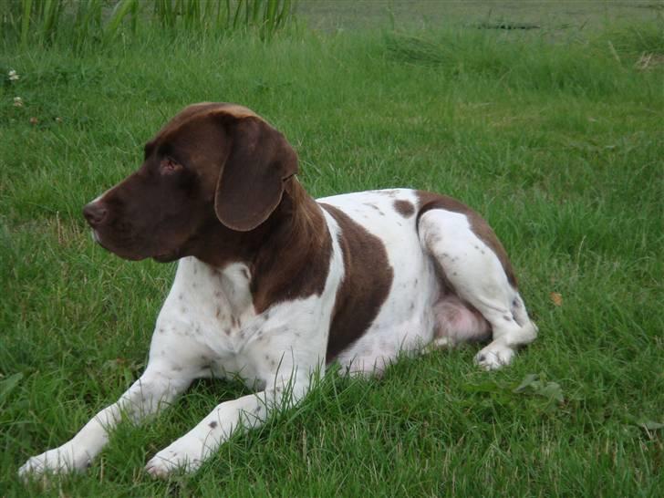 Gammel dansk hønsehund Tootsie billede 1