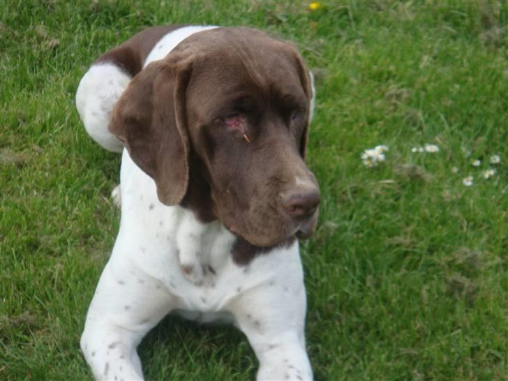 Gammel dansk hønsehund Tootsie billede 2