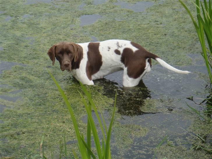 Gammel dansk hønsehund Tootsie billede 3