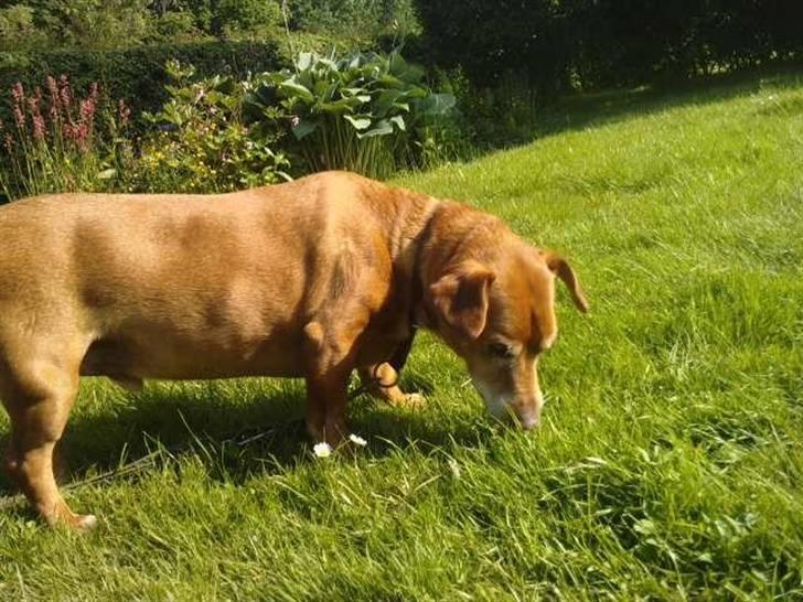 Blanding af racer Thayson R.i.p <3<3<3 - Thayson der søger i haven billede 1