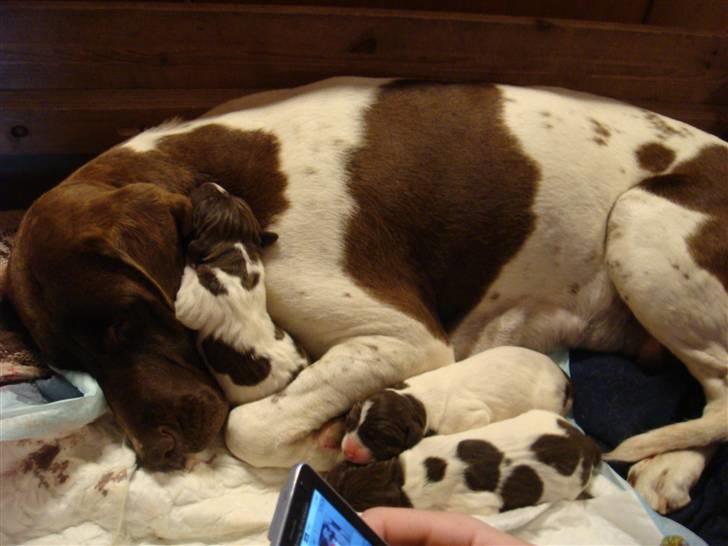 Gammel dansk hønsehund Tootsie billede 4