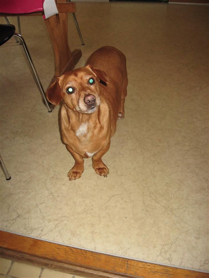 Blanding af racer Thayson R.i.p <3<3<3 billede 2