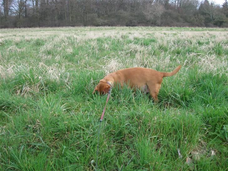 Blanding af racer Thayson R.i.p <3<3<3 - Thayson på marken :) billede 3