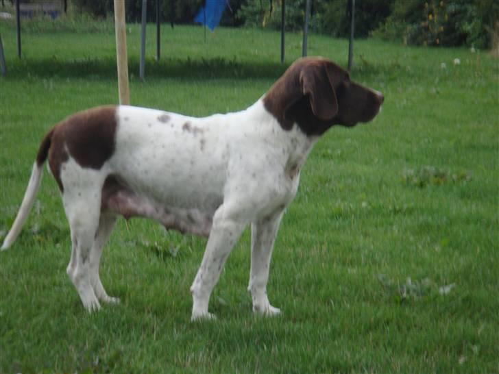 Gammel dansk hønsehund Tootsie billede 5