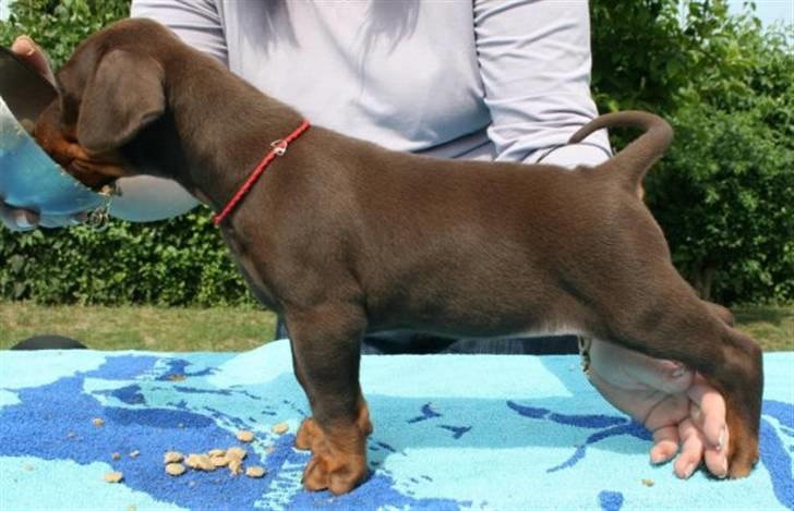 Dobermann RD Attractive Anastacia - 6 uger billede 5
