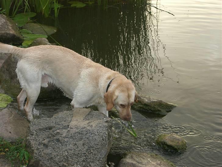 Labrador retriever Bamse (Solgt) billede 1