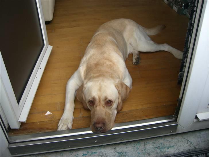 Labrador retriever Bamse (Solgt) billede 2