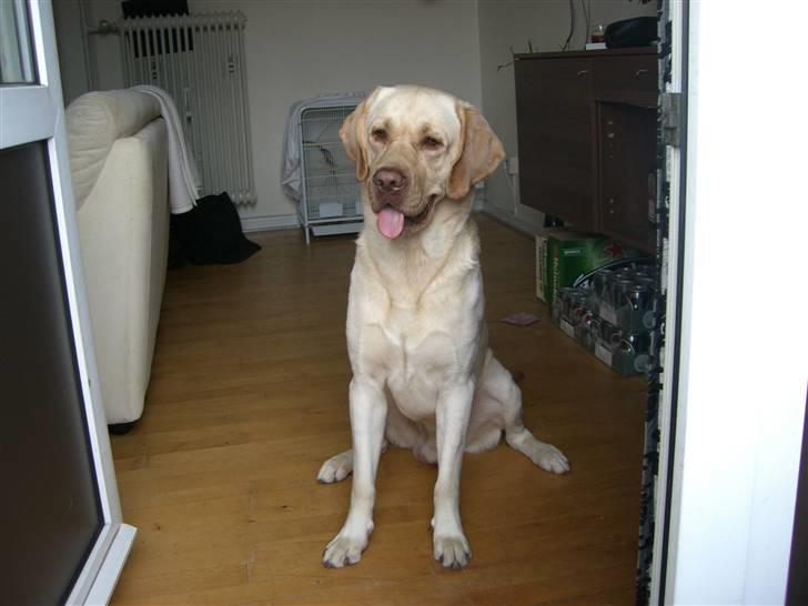 Labrador retriever Bamse (Solgt) billede 3