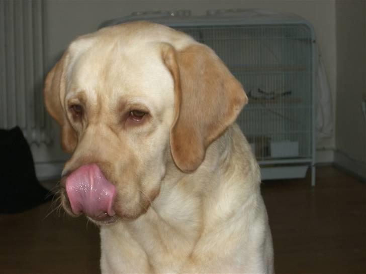 Labrador retriever Bamse (Solgt) billede 4