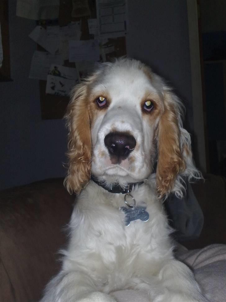 Cocker spaniel Viggo billede 1
