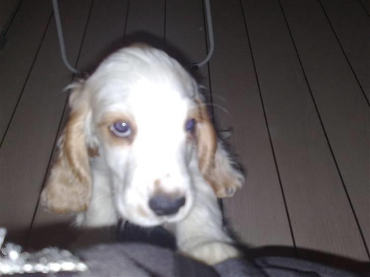 Cocker spaniel Viggo billede 2