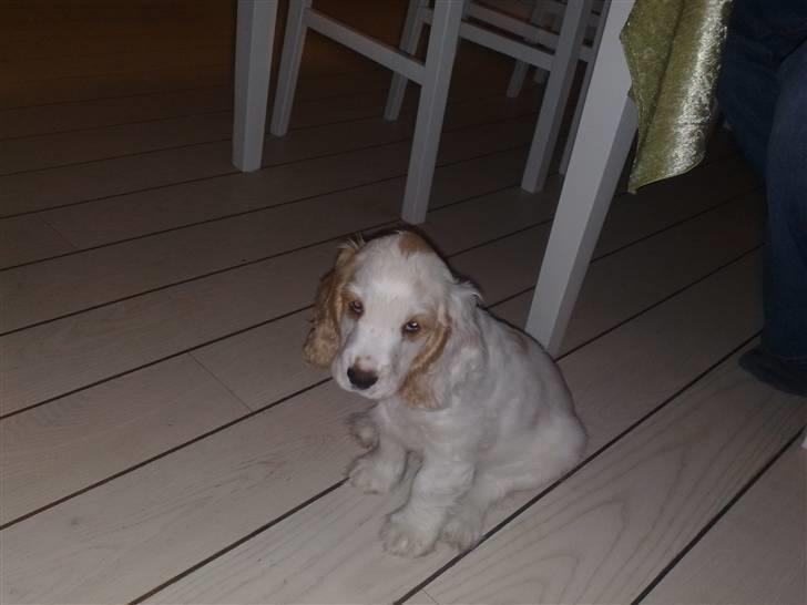 Cocker spaniel Viggo billede 3