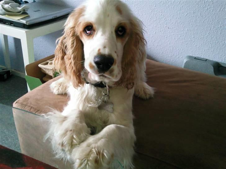 Cocker spaniel Viggo billede 5