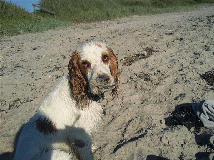 Cocker spaniel Viggo billede 7