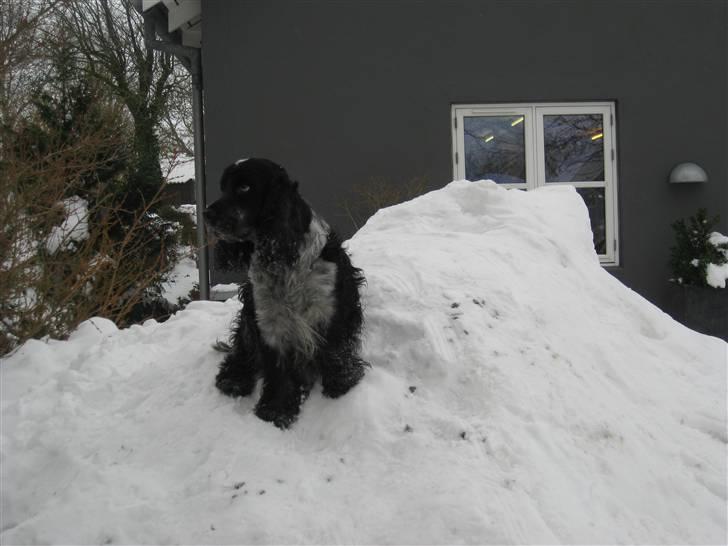 Cocker spaniel Sniffer(Ralph) Kennel barley billede 5