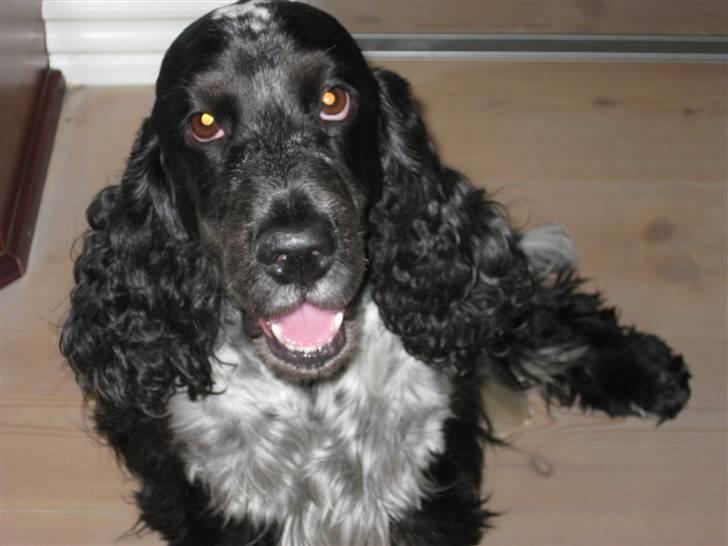 Cocker spaniel Sniffer(Ralph) Kennel barley billede 6