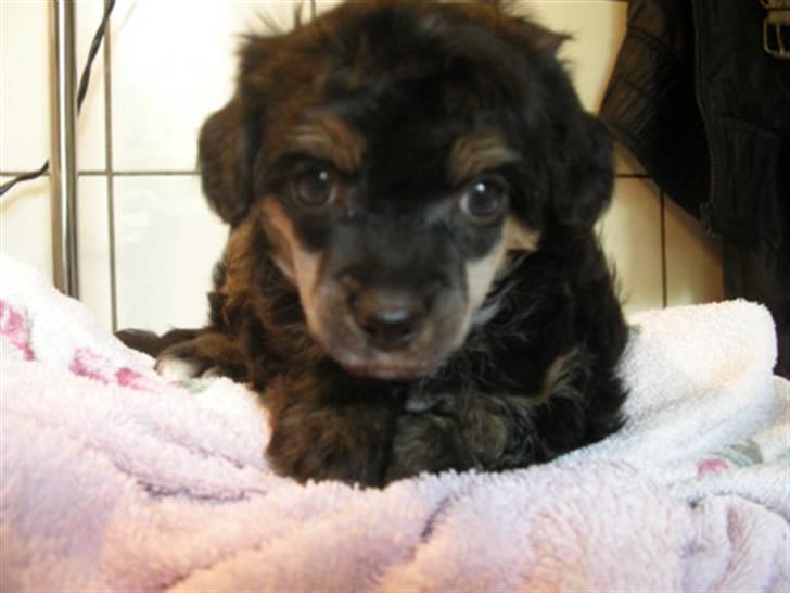 Chinese crested powder puff Casey, Den sorte slyngel billede 1