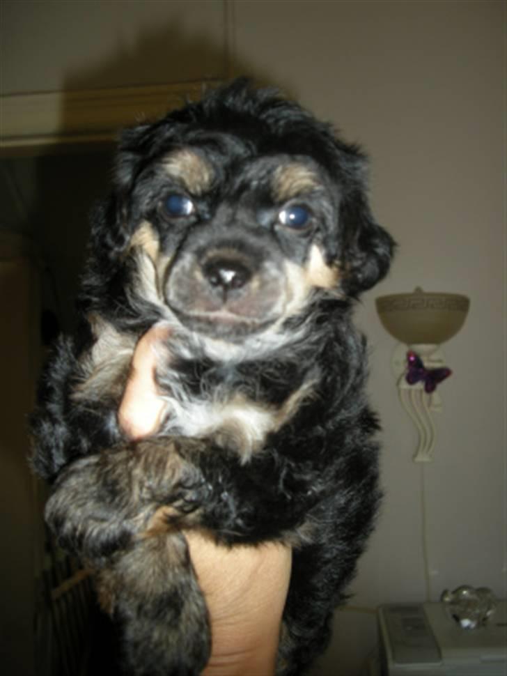 Chinese crested powder puff Casey, Den sorte slyngel billede 2