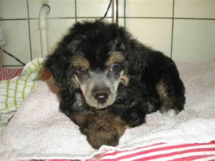 Chinese crested powder puff Casey, Den sorte slyngel billede 3