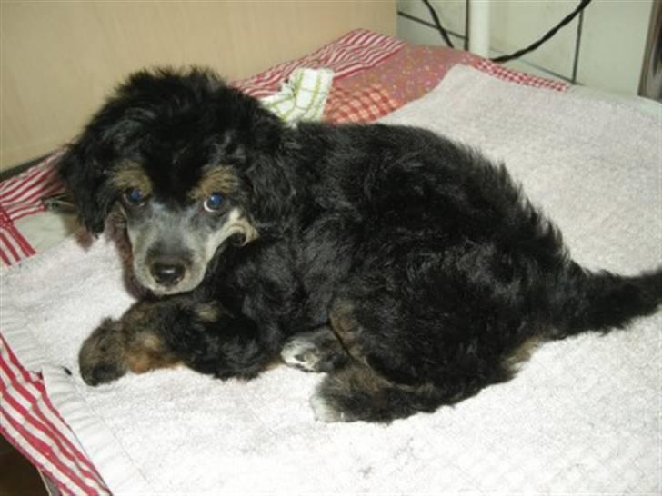 Chinese crested powder puff Casey, Den sorte slyngel billede 4