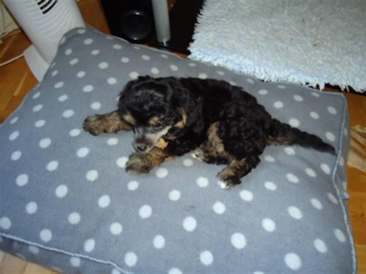 Chinese crested powder puff Casey, Den sorte slyngel billede 5