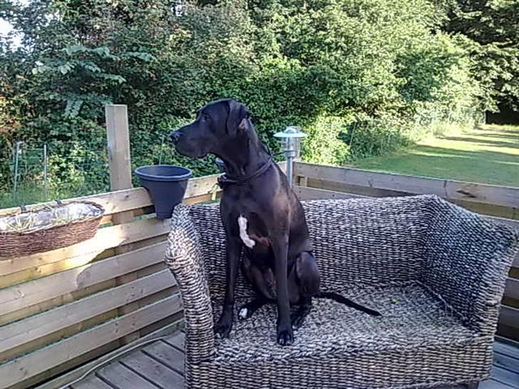 Grand danois hermann - sidder da meget godt her billede 9