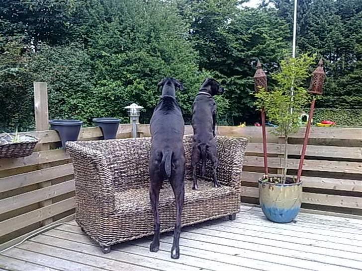 Grand danois hermann - hermann og hans lege kammerat kigger lige ud på haven billede 10