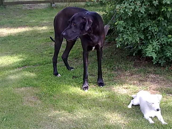 Grand danois hermann - hermann og emma billede 11