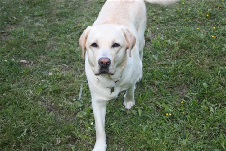 Labrador retriever sif <3  billede 1